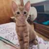 Kleine Lila sucht Zuhause