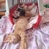 Kleine Lila sucht Zuhause