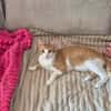 Kater Peach sucht Dich