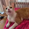 Kater Peach sucht Dich