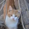 Kater Peach sucht Dich