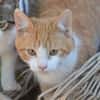 Kater Peach sucht Dich