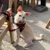 Hati, neugieriger Welpe sucht Familie