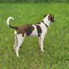 Hundekind Karla auf Pflegestelle