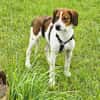 Hundekind Karla auf Pflegestelle