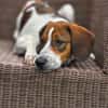 Hundekind Karla auf Pflegestelle