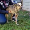 Pax sucht Paten und Spender