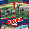junger lieber Patrik auf PS in 91207