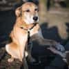 Opi Rex, ruhiger Hund sucht Zuhause