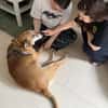 Opi Rex, ruhiger Hund sucht Zuhause