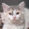 PHARELL