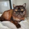 DUCHESSE-CHOUPETTE