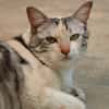 CHACHOU HAB17580