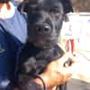 KODA (Los Reyes)