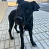 KODA (Los Reyes)
