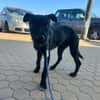 KODA (Los Reyes)