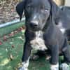 ROCCO (Los Reyes)