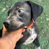 ROCCO (Los Reyes)