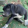 ROCCO (Los Reyes)