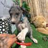 NUK (Los Reyes)