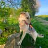Traumhund Zara