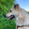Traumhund Zara