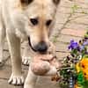 Traumhund Zara