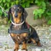 Lucia sucht ihr forever Home