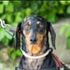 Lucia sucht ihr forever Home
