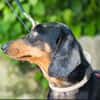 Lucia sucht ihr forever Home