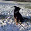 Tille Fanny sucht neues Zuhause