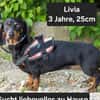 Livia sucht ihr forever Home