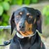 Livia sucht ihr forever Home