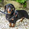 Livia sucht ihr forever Home