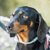 Livia sucht ihr forever Home