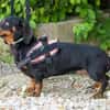 Livia sucht ihr forever Home