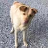 FUNNY, w., kastr., Mischling, 15 kg