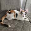 Kuschelkatze sucht Liebe