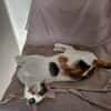 Kuschelkatze sucht Liebe