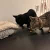 Nomi & Thea gemeinsames Zuhause gesucht