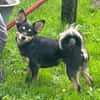 DADKA, Mix, geb. 07/2025