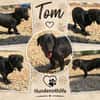 TOM, Mix, geb. 12/2019