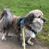 Candy sucht ein Zuhause