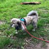Candy sucht ein Zuhause