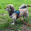 Candy sucht ein Zuhause