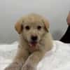 Rudolf, kleiner Welpe sucht neue Familie