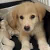 Rudolf, kleiner Welpe sucht neue Familie