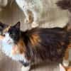 Katze Kiwi