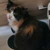 Katze Kiwi