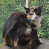 Katze Kiwi